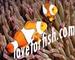 Loveforfish: Seller of: coral reef, marine fish, hard coral, soft coral, cultured coral, freshwater fish, invertebrates.