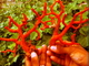 Jaafar: Regular Seller, Supplier of: red coral type 1, red coral type 2, red coral type3, tree of red coral.
