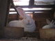 Mubig Rabbit Farm: Seller of: live rabbits, rabbit meat. Buyer of: gikerahotmailcom, gikerahotmailcom.