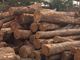 Casa Verde Ltd: Regular Seller, Supplier of: choiba guayacan, colombia teak logs, rosewood, teak logs. Buyer, Regular Buyer of: choiba guayacan, fish, lobster tails, palm oil, rosewood, teak logs.