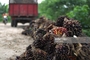 Adams Smith Palm Oil Industry: Seller of: apple, coconut, galick, palm oil, pepper, pineapplewe, plantain, snails, vegetable.