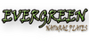 Evergreen Exporter: Seller of: areca leaf plates, garments, egg, chicken, palm plates.