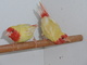 Pierre van Bree: Seller of: birds, lutino red throated erythrura psittacea, birds, red throated parrotfinch.