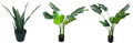 Fake Plants: Regular Seller, Supplier of: fake plants, artificial plants, plastic plants, faux plants, fake trees.