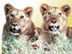 Hamerkop Safaris: Seller of: travel, holiday, accommodation, vacation, mtclimbing, tours, safaris, honeymoon, adventure.