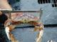 Star Seafoods Ltd: Regular Seller, Supplier of: live crab, pacific sole, pacific pollock, pacific halibut, pacific rockfish, wild salmon, ling cod, pacific hake, prawn. Buyer, Regular Buyer of: sashimi tuna, hg, loinsfilet, sashimi tuna, hg, loinsfilet, sashimi swordfish, hg, loinsfilet.