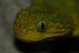 All Reptiles Trading Co.: Seller of: snakes, monitor lizards, frogs, venomous, invertebrates, turtles, lizards, geckos, tortoises. Buyer of: snakes, frogs, turtles, venomous, chameleons, monitors, spiders, centipedes, exotics.