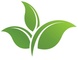 Fmq Herbs: Seller of: dry kratom leaves, green kratom powder, red kratom powder.