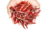 Grace - Et: Regular Seller, Supplier of: dry red chillies, pepper, cardamom, spice mixtures, curry masala, spice powders, processed foods, turmeric, tamarind.