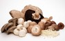 Aroma Biotech: Regular Seller, Supplier of: mushroom, button mushroom, fresh oyster mushroom, dried oyster mushroom, canned mushroom, shiitake mushroom.