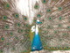 Vieques Peafowl: Seller of: peachicks, peacocks, peahens, rhea chicks.