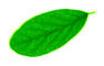 Alkabir: Seller of: paper cup, areca leaf plate.